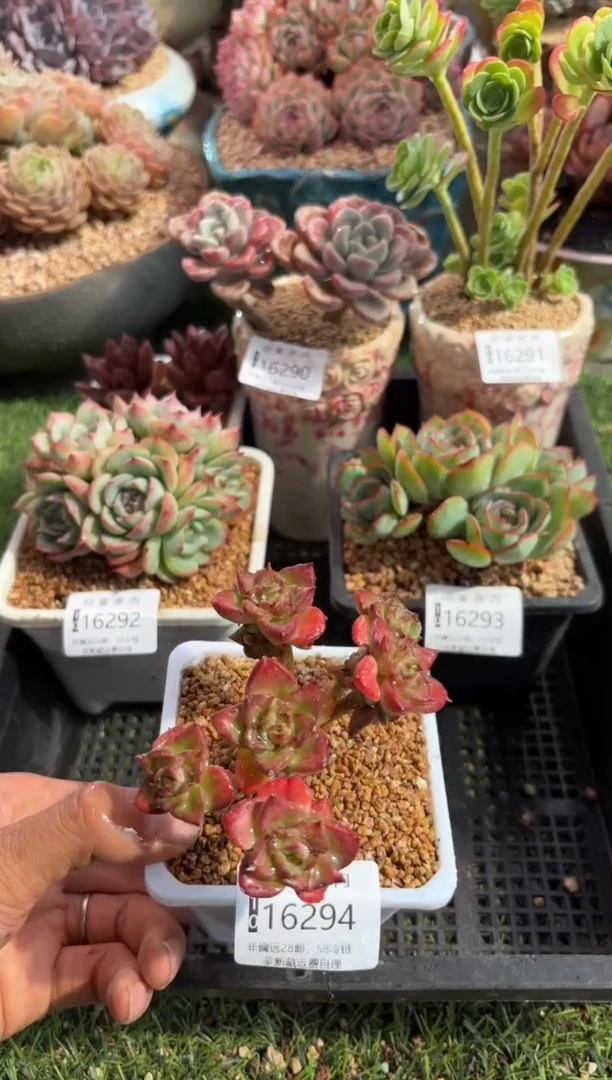 【闪购商品】16294