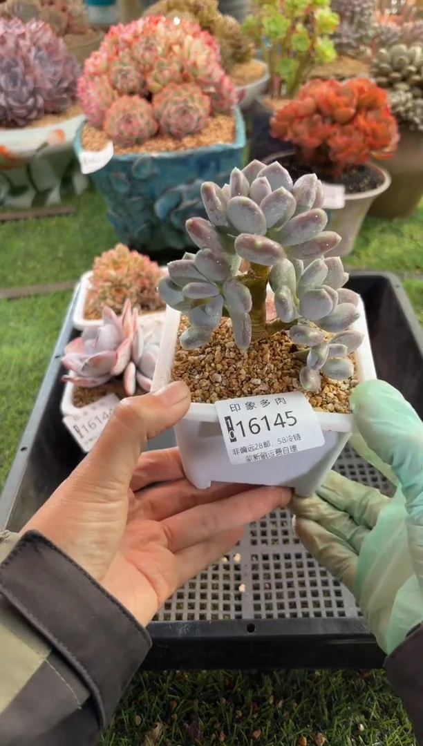 【闪购商品】16145