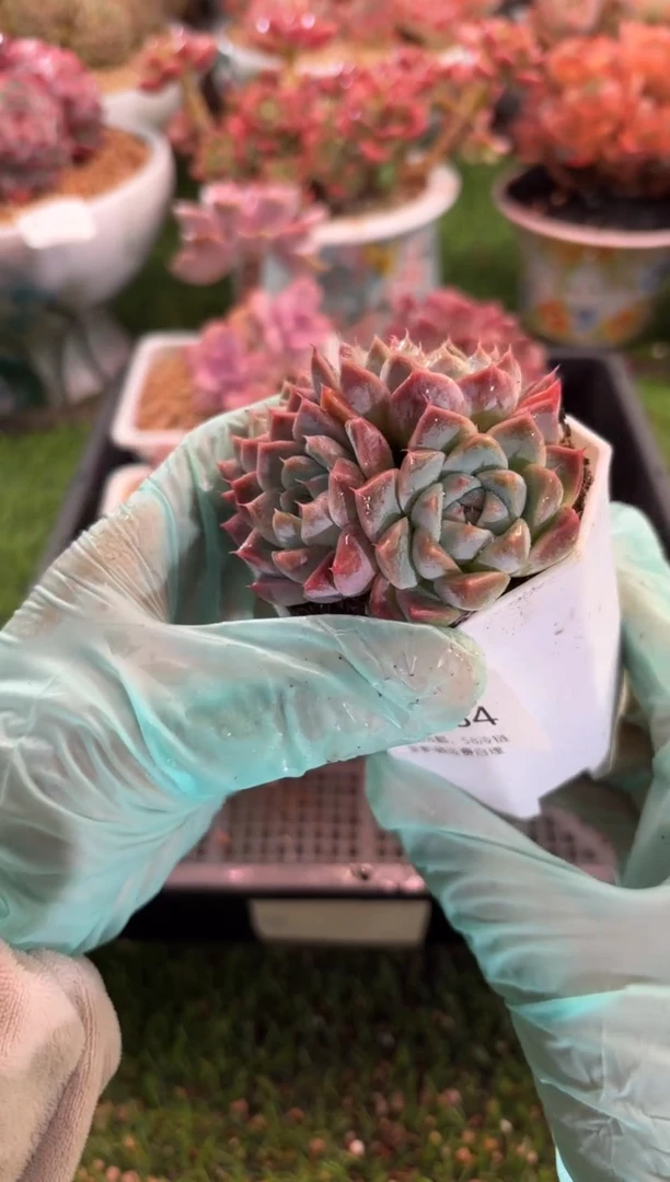 【闪购商品】12854