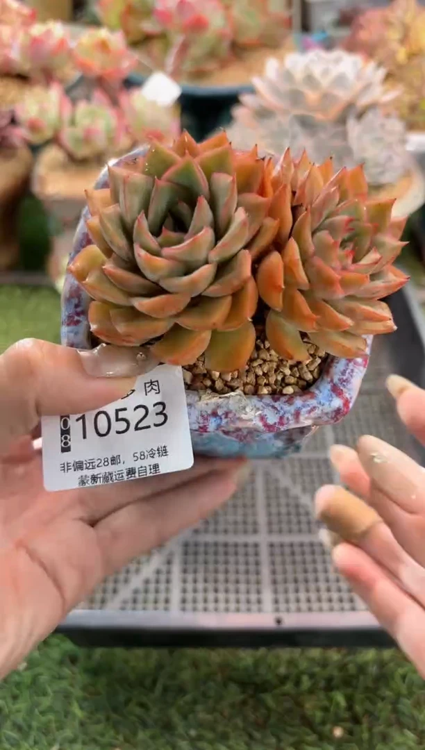 【闪购商品】10523