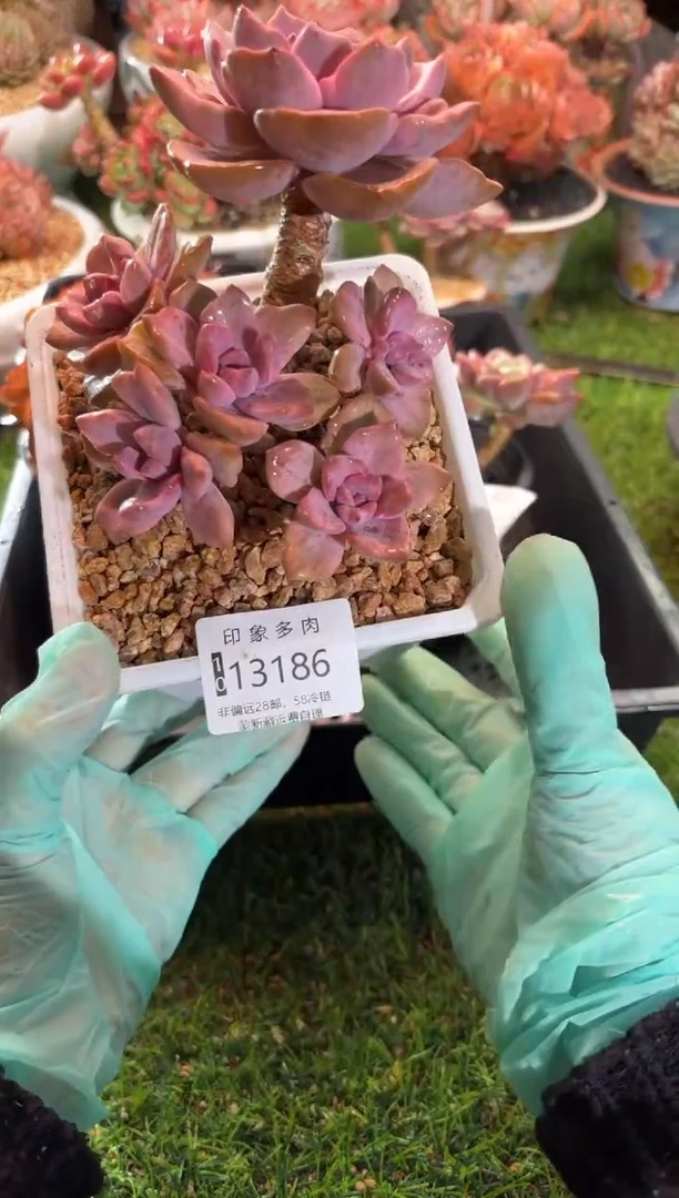 【闪购商品】13186