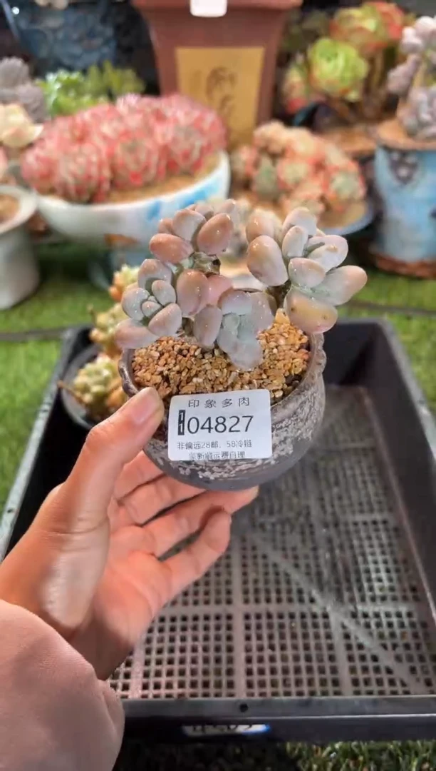 【闪购商品】04827