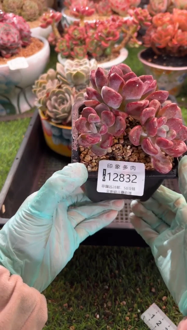 【闪购商品】12832