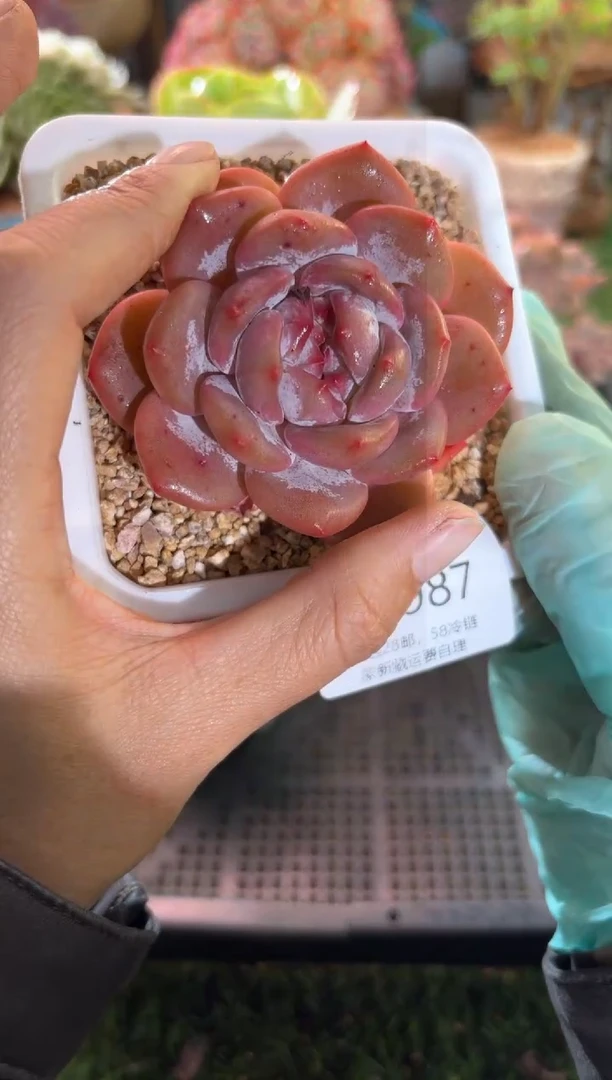 【闪购商品】16987