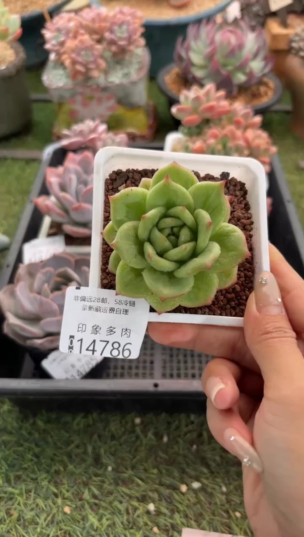 【闪购商品】14786