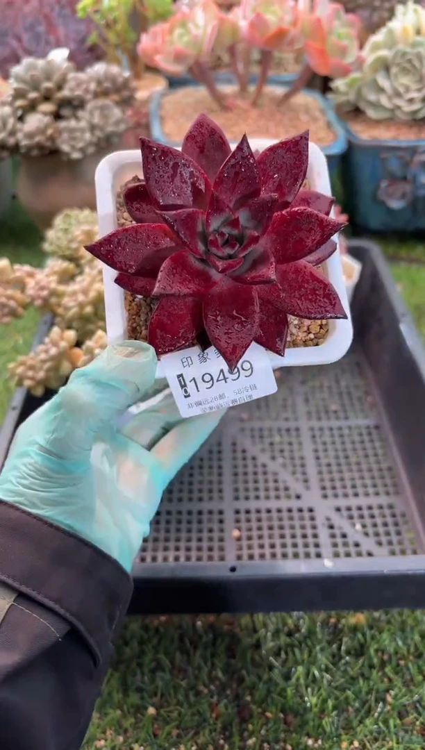 【闪购商品】19499