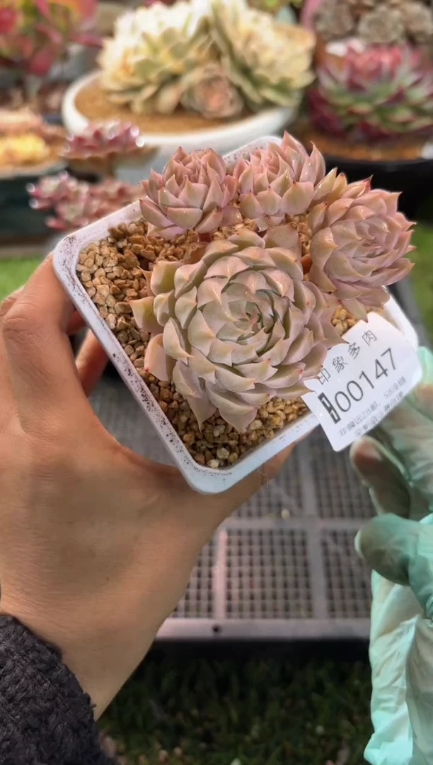 【闪购商品】00147