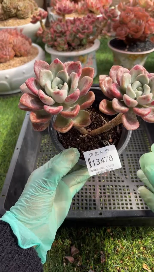 【闪购商品】13478