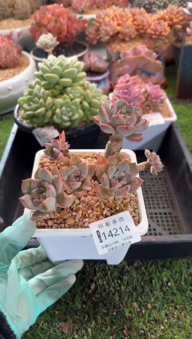 【闪购商品】14214