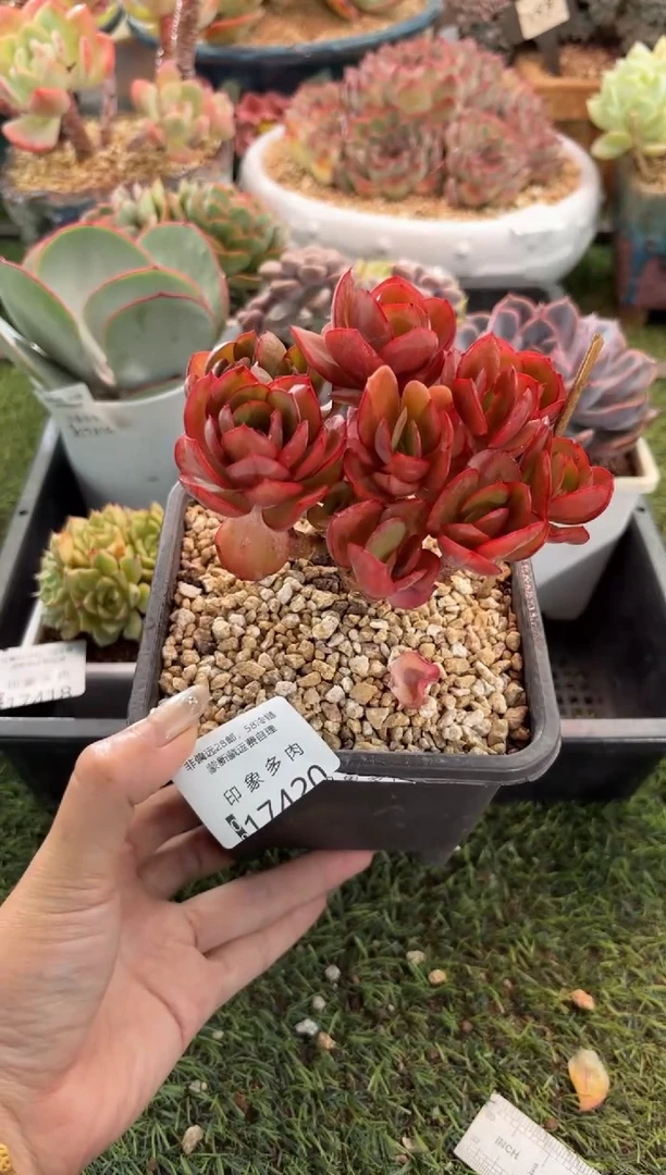 【闪购商品】17420