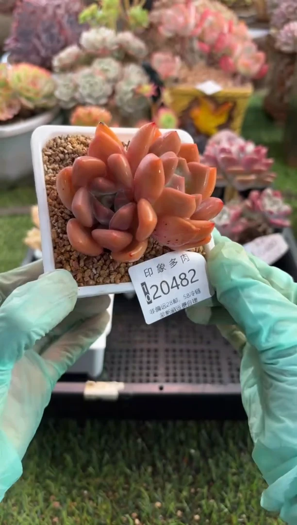 【闪购商品】20482