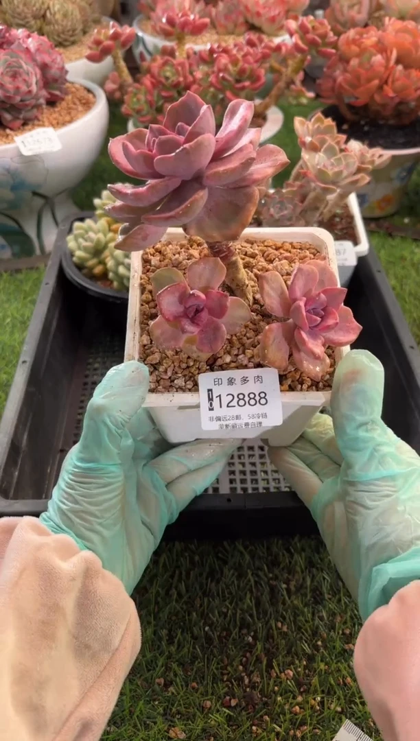 【闪购商品】12888