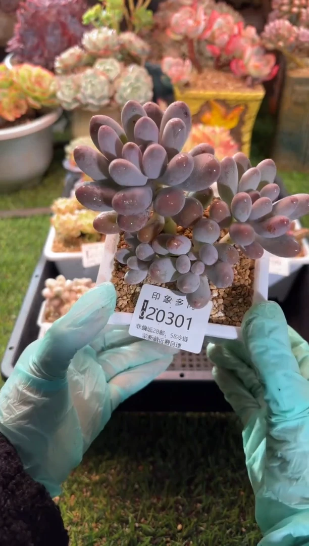 【闪购商品】20301