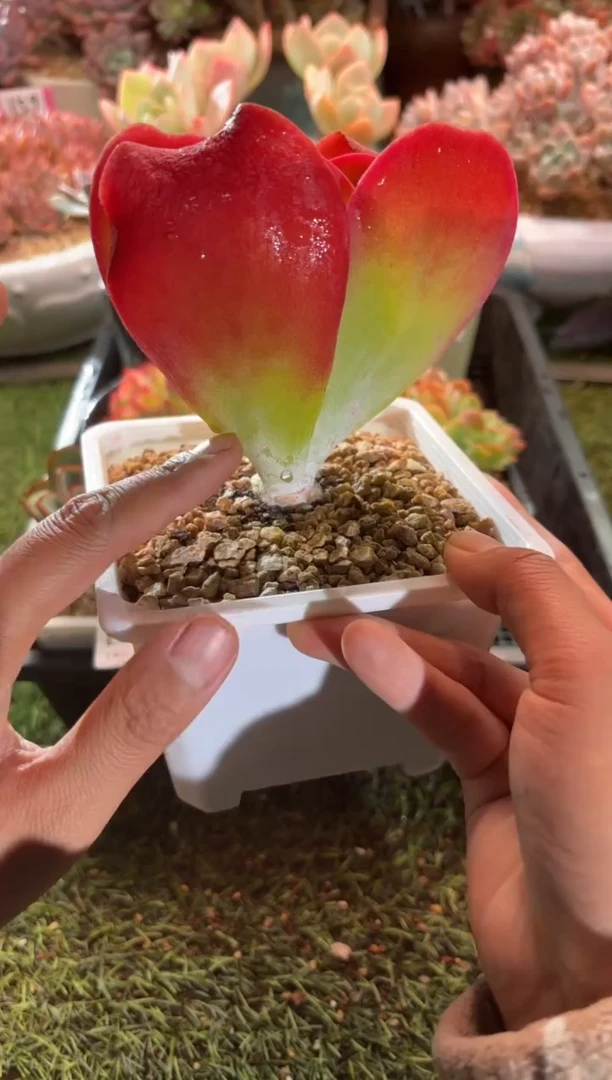 【闪购商品】22729