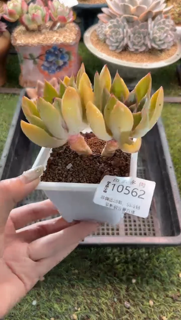 【闪购商品】10562