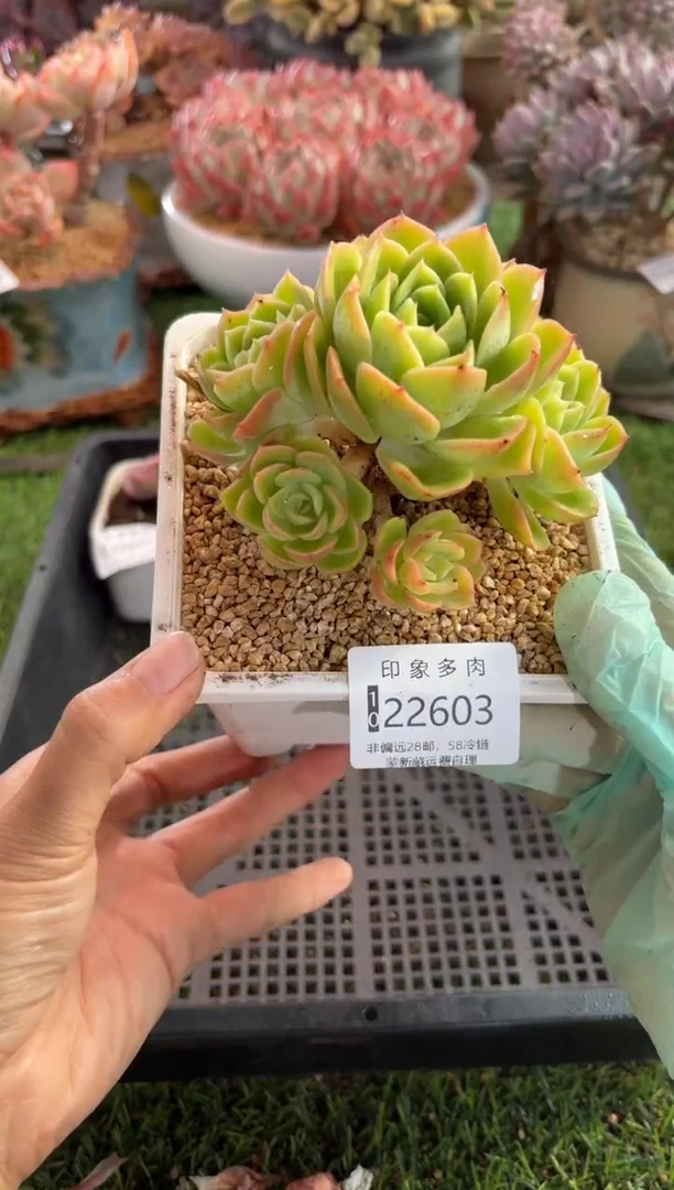 【闪购商品】22603