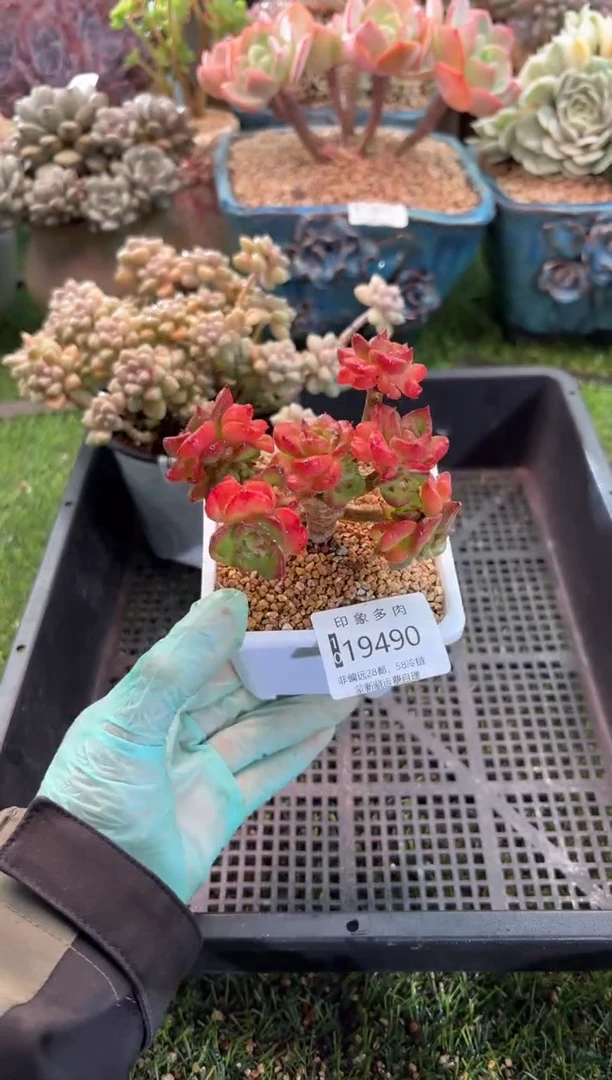 【闪购商品】19490