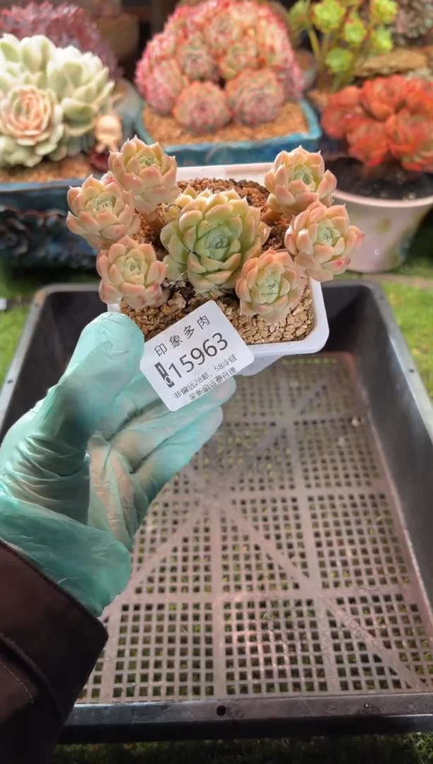 【闪购商品】15963