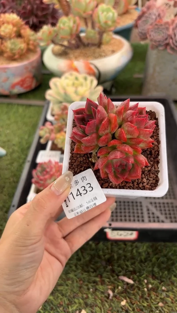 【闪购商品】11433