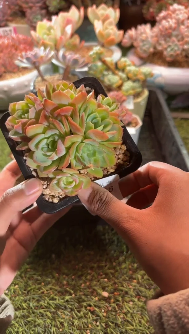 【闪购商品】22728