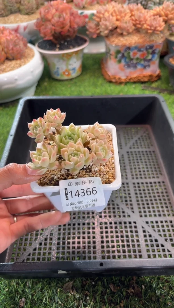【闪购商品】14366