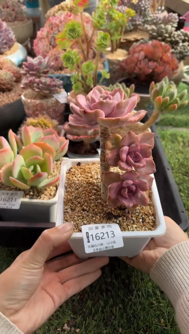 【闪购商品】16213