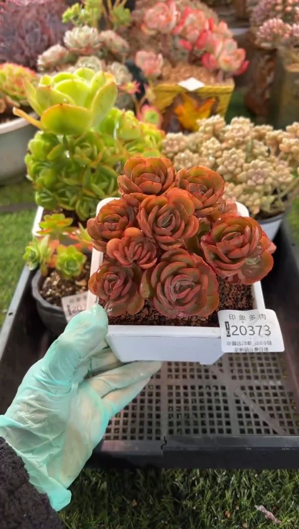 【闪购商品】20373