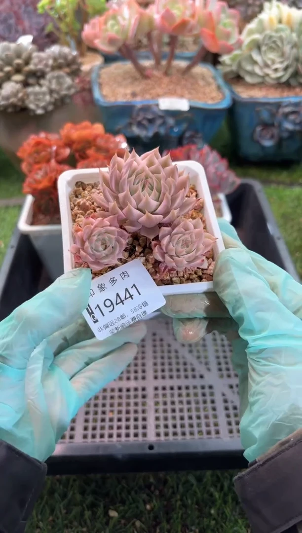 【闪购商品】19441