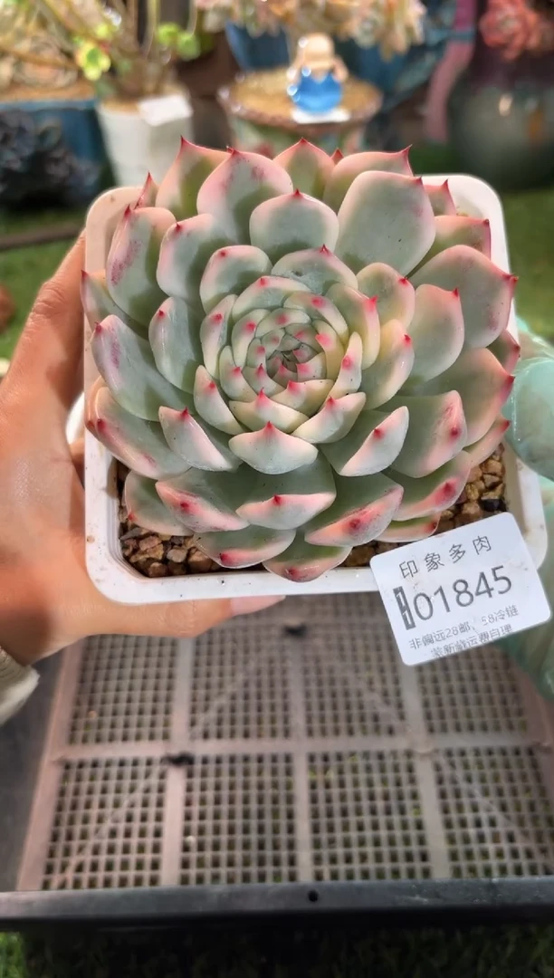 【闪购商品】01845顺丰空运