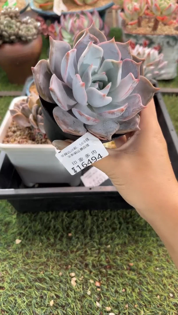 【闪购商品】16494
