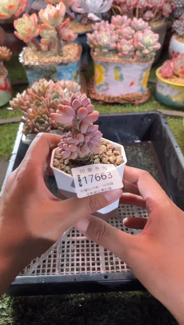 【闪购商品】17663