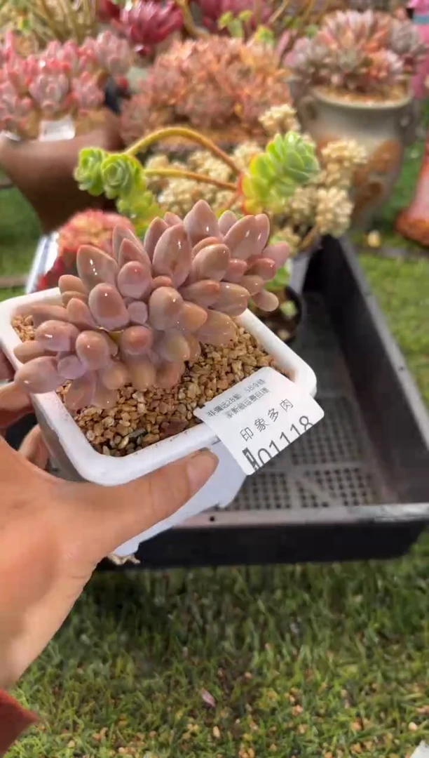 【闪购商品】01118