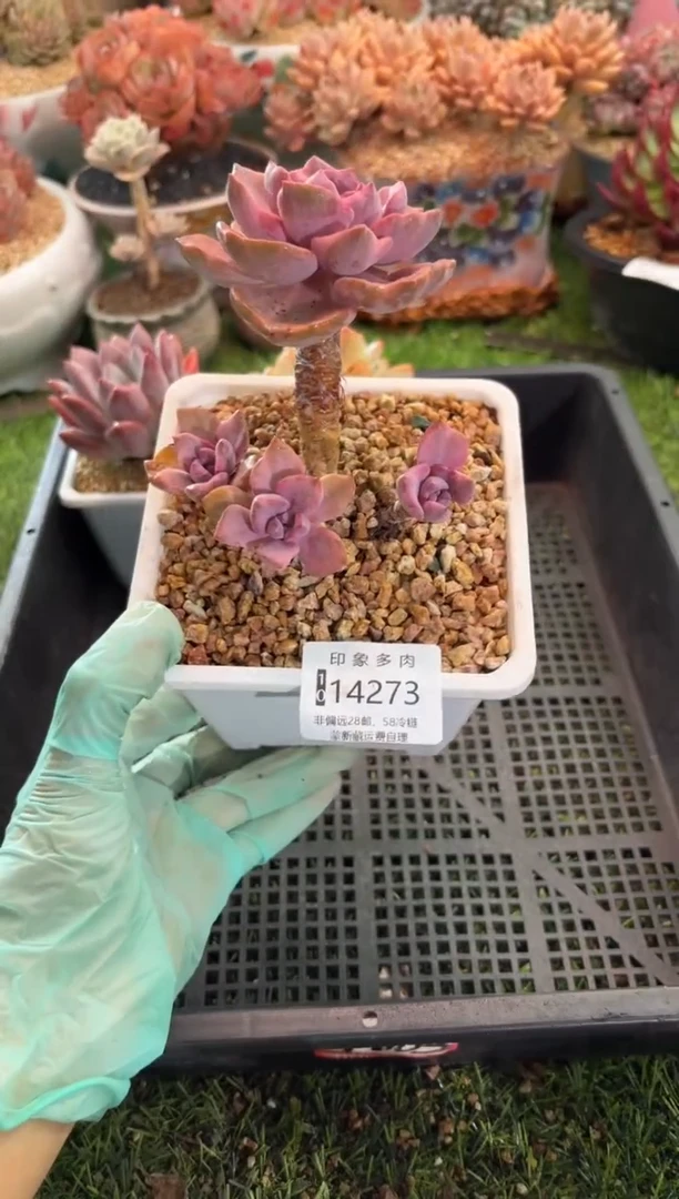 【闪购商品】14273