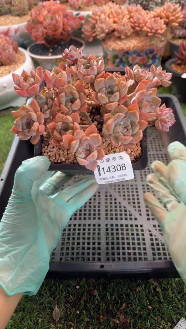 【闪购商品】14308