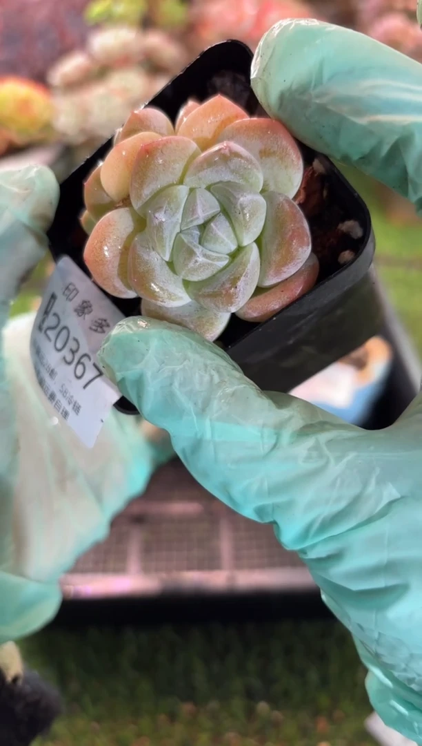 【闪购商品】20367