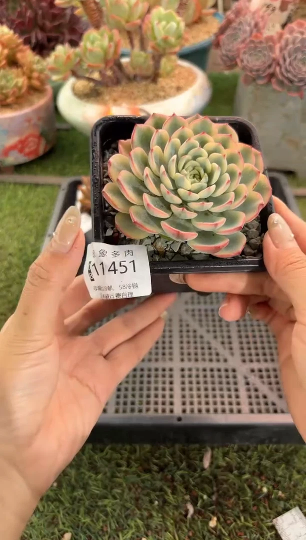 【闪购商品】11451