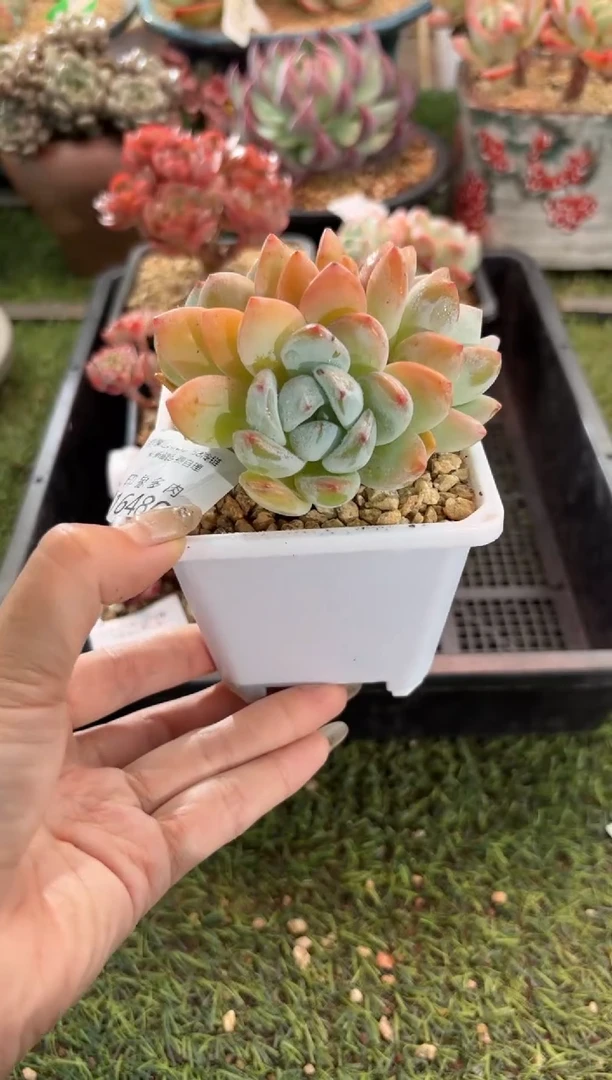 【闪购商品】16480