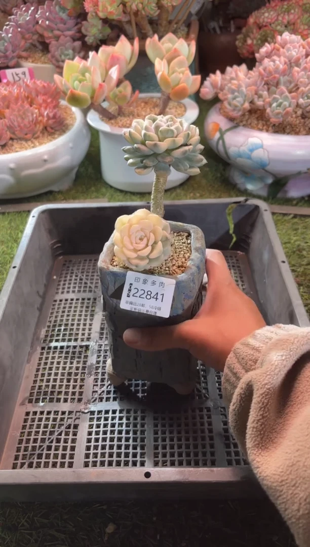 【闪购商品】22841