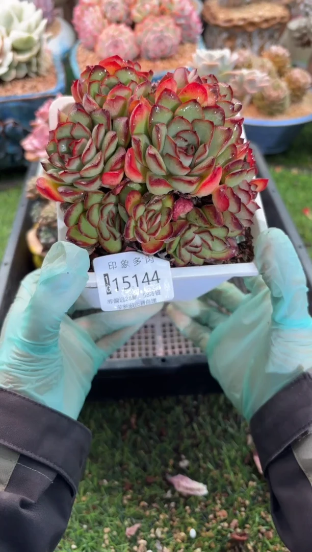 【闪购商品】15144