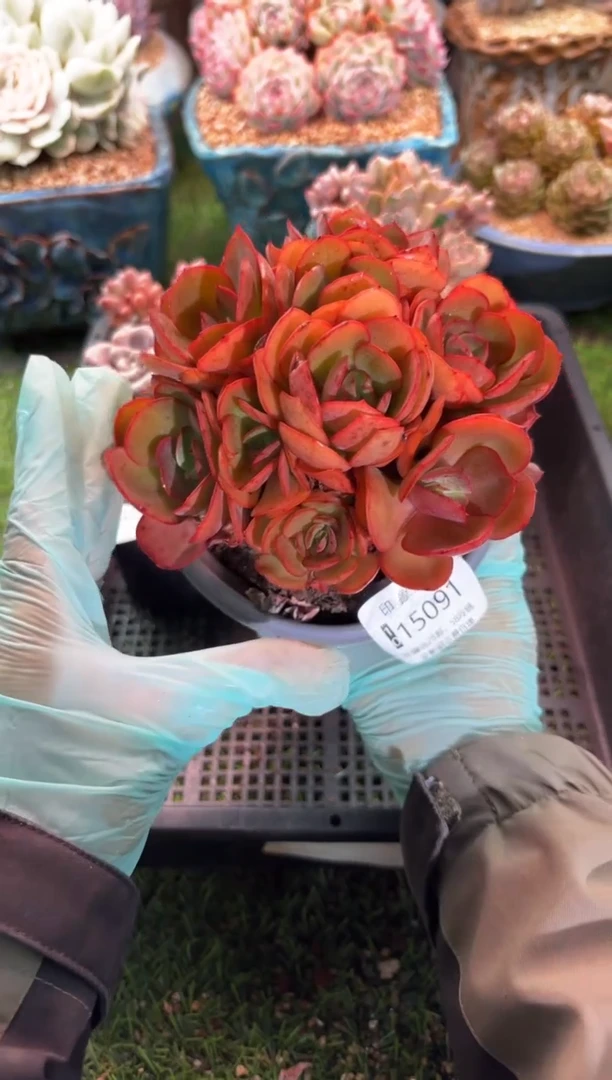 【闪购商品】15091