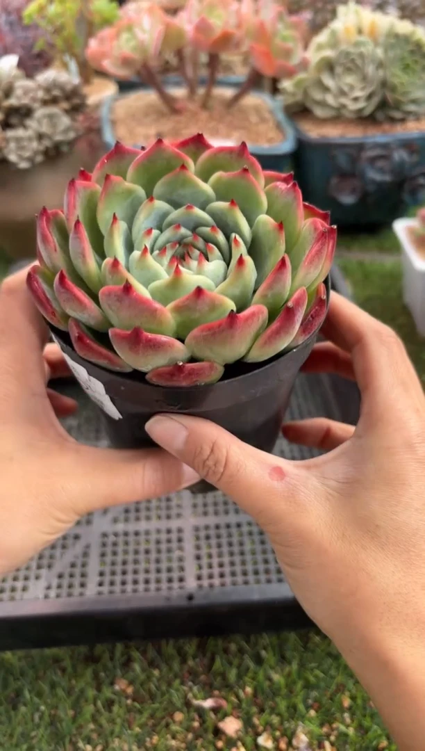 【闪购商品】19607