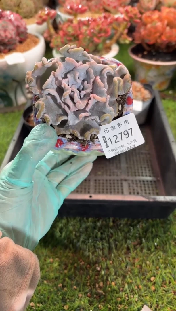 【闪购商品】12797