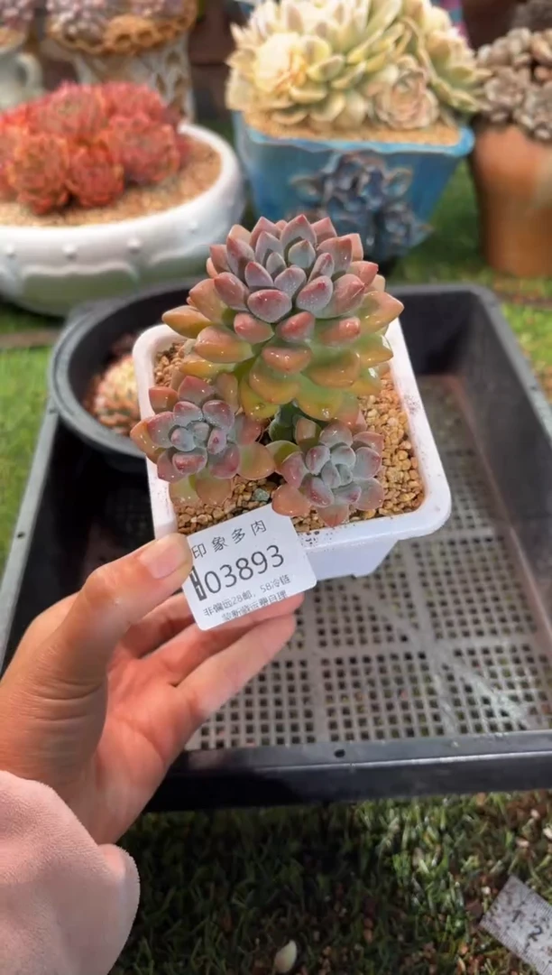 【闪购商品】03893