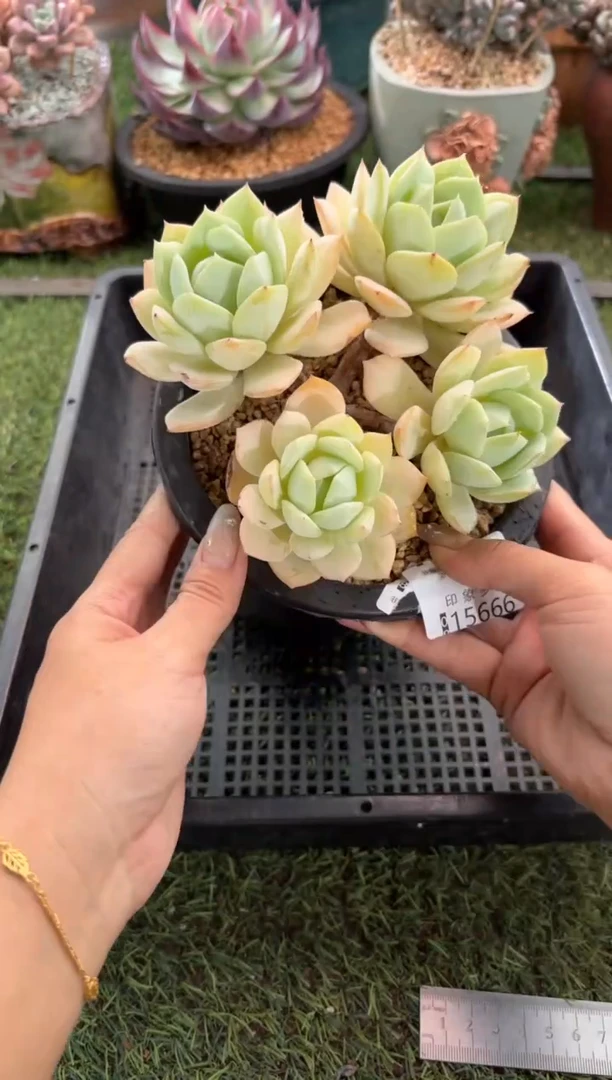 【闪购商品】15666