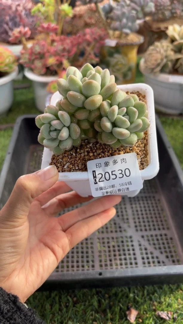 【闪购商品】20530