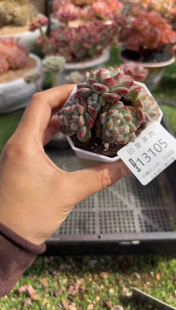 【闪购商品】13105