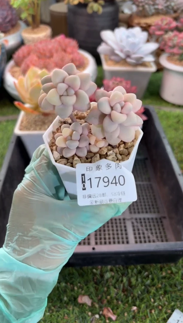 【闪购商品】17940