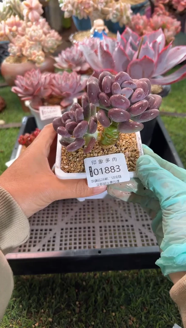 【闪购商品】01883