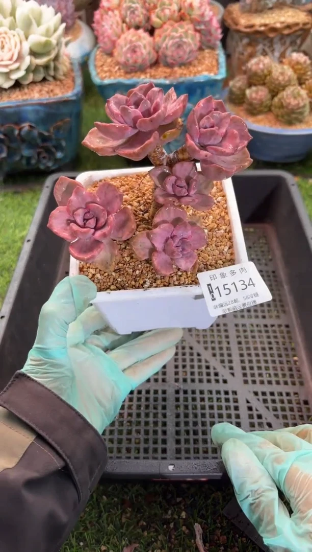 【闪购商品】15134