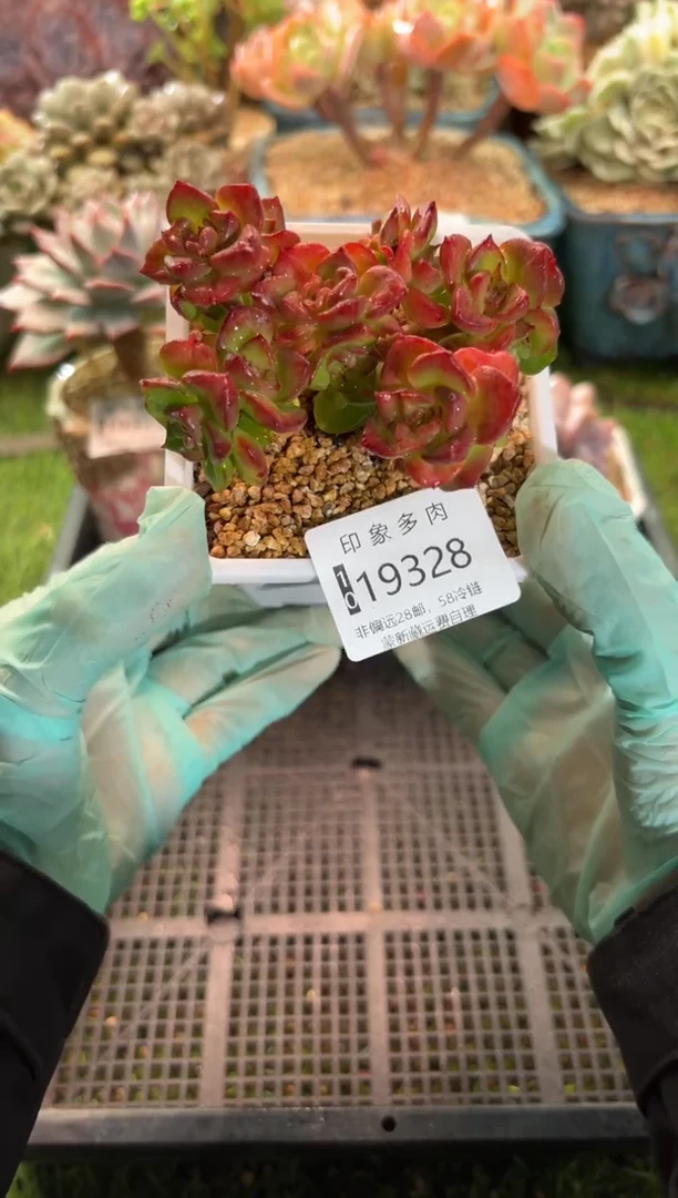 【闪购商品】19328